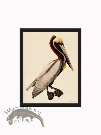 Rudbeck CFA_BF 99 Brown Pelican